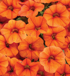 Superbells® Dreamsicle® II - Calibrachoa  