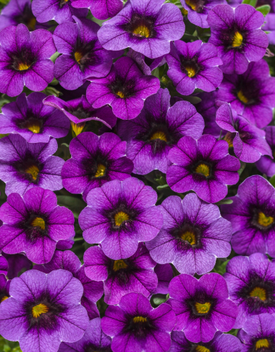 Calibrachoa Annual