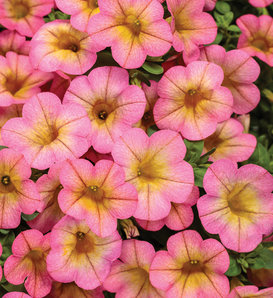 Superbells® Honeyberry™ - Calibrachoa  