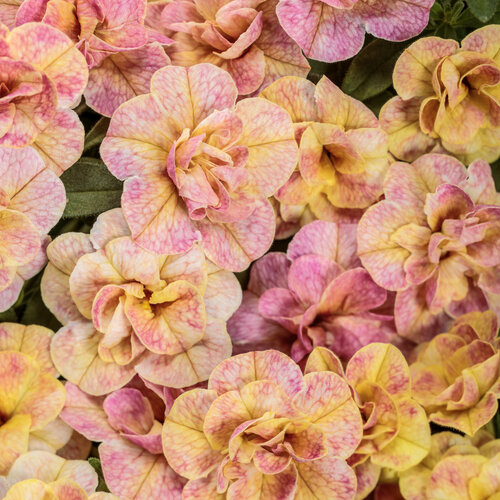 Superbells Magic® Double Grapefruit - double calibrachoa - Calibrachoa  