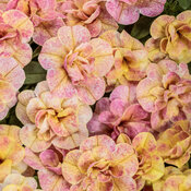 Thumbnail of Superbells Magic® Double Grapefruit - double calibrachoa - Calibrachoa  