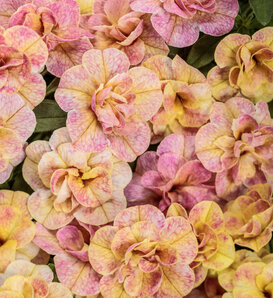 Superbells Magic® Double Grapefruit - double calibrachoa - Calibrachoa  