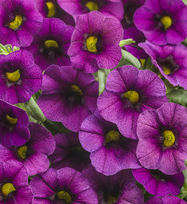 Superbells® Plum II - Calibrachoa  