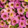 Superbells Magic® Pink Lemonade - Calibrachoa