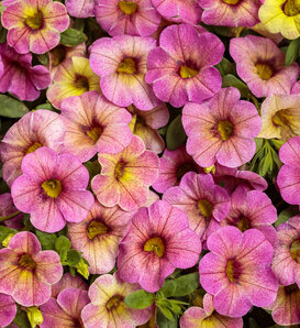 Superbells Magic® Pink Lemonade - Calibrachoa  