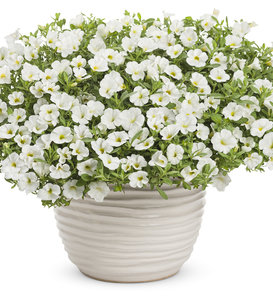 Superbells® White III - Calibrachoa  