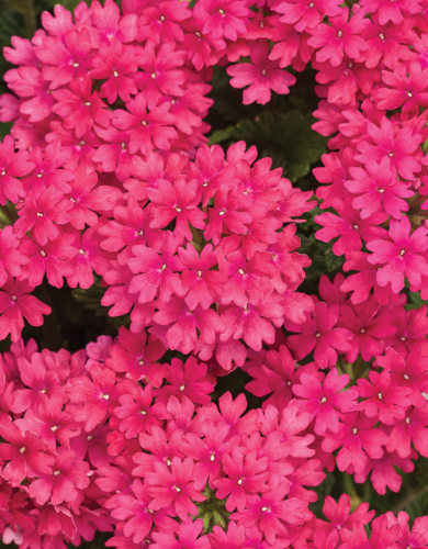 Verbena Annual