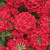 Superbena® Red - Verbena
