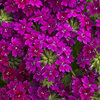 Superbena Royale® Plum Wine - Verbena