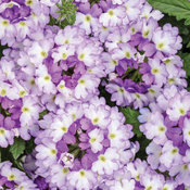Thumbnail of Superbena Sparkling® Amethyst II - Verbena  