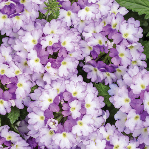 Superbena Sparkling® Amethyst II - Verbena  