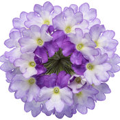 Thumbnail of Cut-out: superbena_sparkling_amethyst_improved_01.jpg