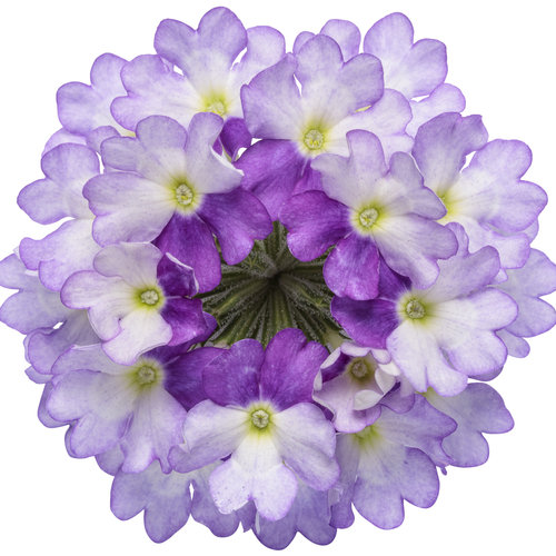 Cut-out: superbena_sparkling_amethyst_improved_01.jpg