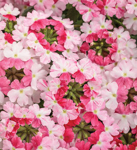 Superbena Sparkling® Rosé - Verbena  