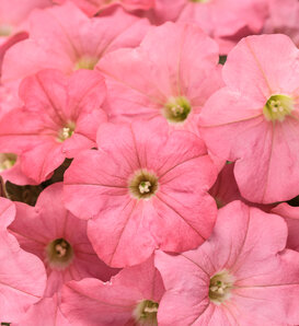 Supertunia® Bermuda Beach® III - Petunia  
