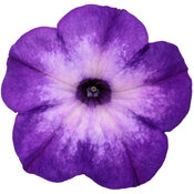 Thumbnail of Cut-out: supertunia_blue_tiara_macro_02.jpg
