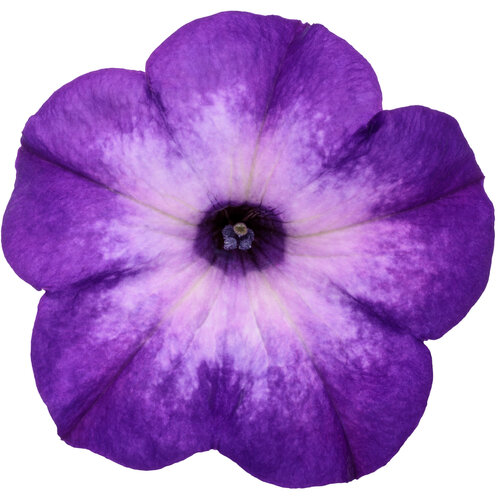 Cut-out: supertunia_blue_tiara_macro_02.jpg
