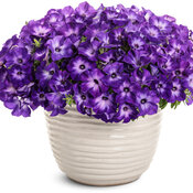 Thumbnail of Beauty Shot: supertunia_blue_tiara_mono.jpg