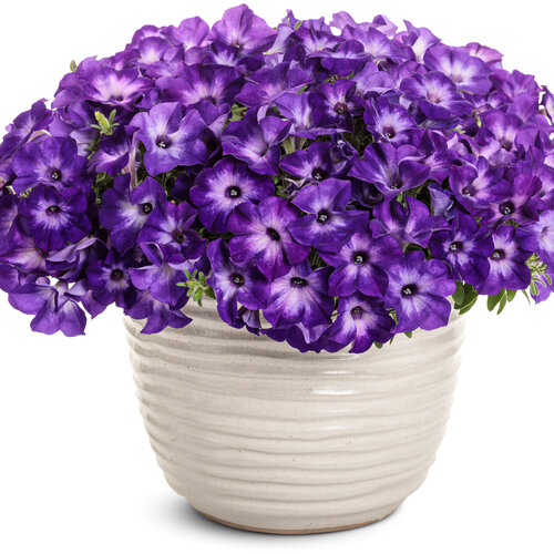 Beauty Shot: supertunia_blue_tiara_mono.jpg