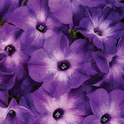 Thumbnail of Supertunia® Blue Tiara™ -  petunia - Petunia  