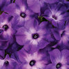 Supertunia® Blue Tiara™ - petunia - Petunia