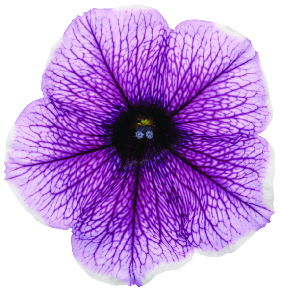 SUPERTUNIA<sup>®</sup> BORDEAUX<sup>™</sup> II Petunia