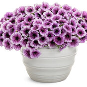 Thumbnail of Tag Image: supertunia_bordeaux_2026_mono.jpg