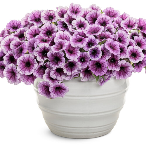 Tag Image: supertunia_bordeaux_2026_mono.jpg