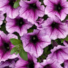 Supertunia® Bordeaux™ (Retired July 2025) - Petunia hybrid