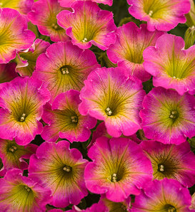 Supertunia® Daybreak Charm - Petunia  