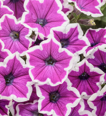Supertunia<sup>®</sup> Hoopla<sup>®</sup> Vivid Orchid<sup>™</sup> Petunia 