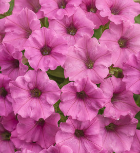 Supertunia Mini Vista® Hot Pink - Petunia  