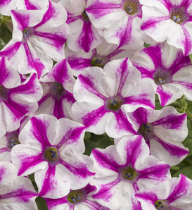 Supertunia® Lovie Dovie™ - Petunia  
