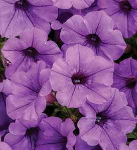 Supertunia Mini Vista® Indigo - Petunia  