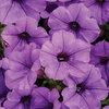 Supertunia Mini Vista® Indigo - Petunia