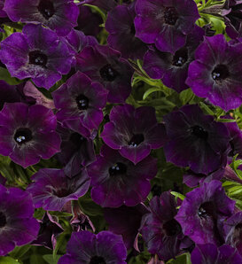 Supertunia Mini Vista® Midnight - Petunia  