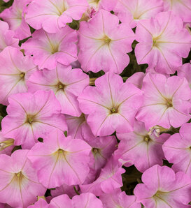 Supertunia Mini Vista® Pink Cloud® - Petunia  
