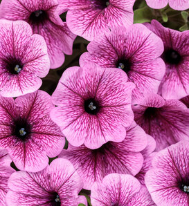 Supertunia Mini Vista® Plum Veined - Petunia  