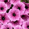 Supertunia Mini Vista® Plum Veined - Petunia
