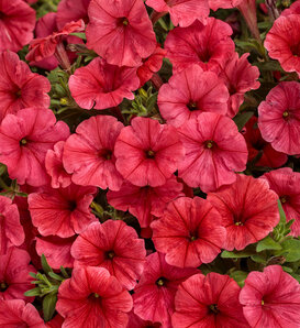 Supertunia Mini Vista® Scarlet - Petunia  