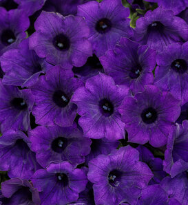 Supertunia Mini Vista® Ultramarine - Petunia  