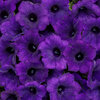 Supertunia Mini Vista® Ultramarine - Petunia