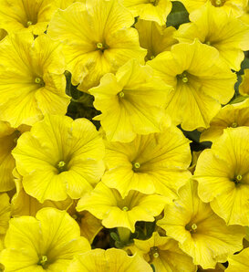 Supertunia Mini Vista® Yellow - Petunia  