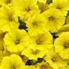 Supertunia Mini Vista® Yellow - Petunia