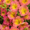 Supertunia® Persimmon - Petunia