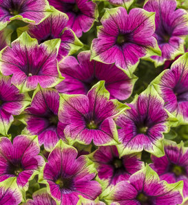 Supertunia® Picasso in Purple® - Petunia  