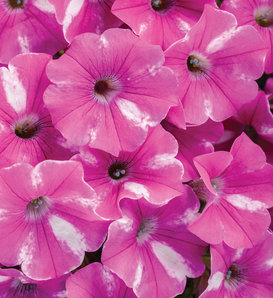 Supertunia® Raspberry Rush™ - Petunia  