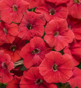 Supertunia® Really Red II - Petunia  