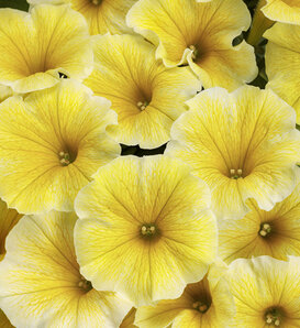 Supertunia® Saffron Finch™ - Petunia  