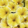 Supertunia® Saffron Finch™ - Petunia
